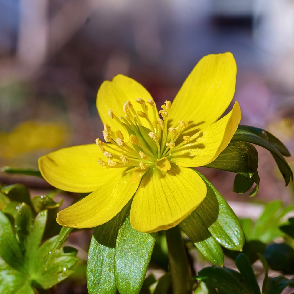 Eranthis Hyemalis, Also Called Winter Aconite Eranthis Hyemalis: Here&rsquo;s How to Plant the Eranthis Hyemalis Seeds and Eranthis Hyemalis Bulbs