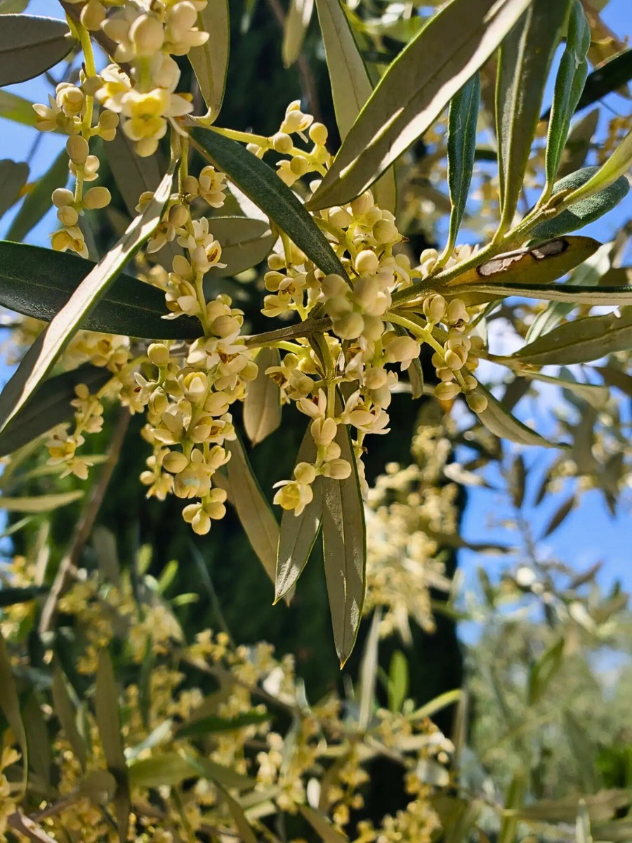 What are olive flowers? Olive flowers, or olive tree flowers, form in tight clusters called inflorescences or panicles on the previous year's wood. 