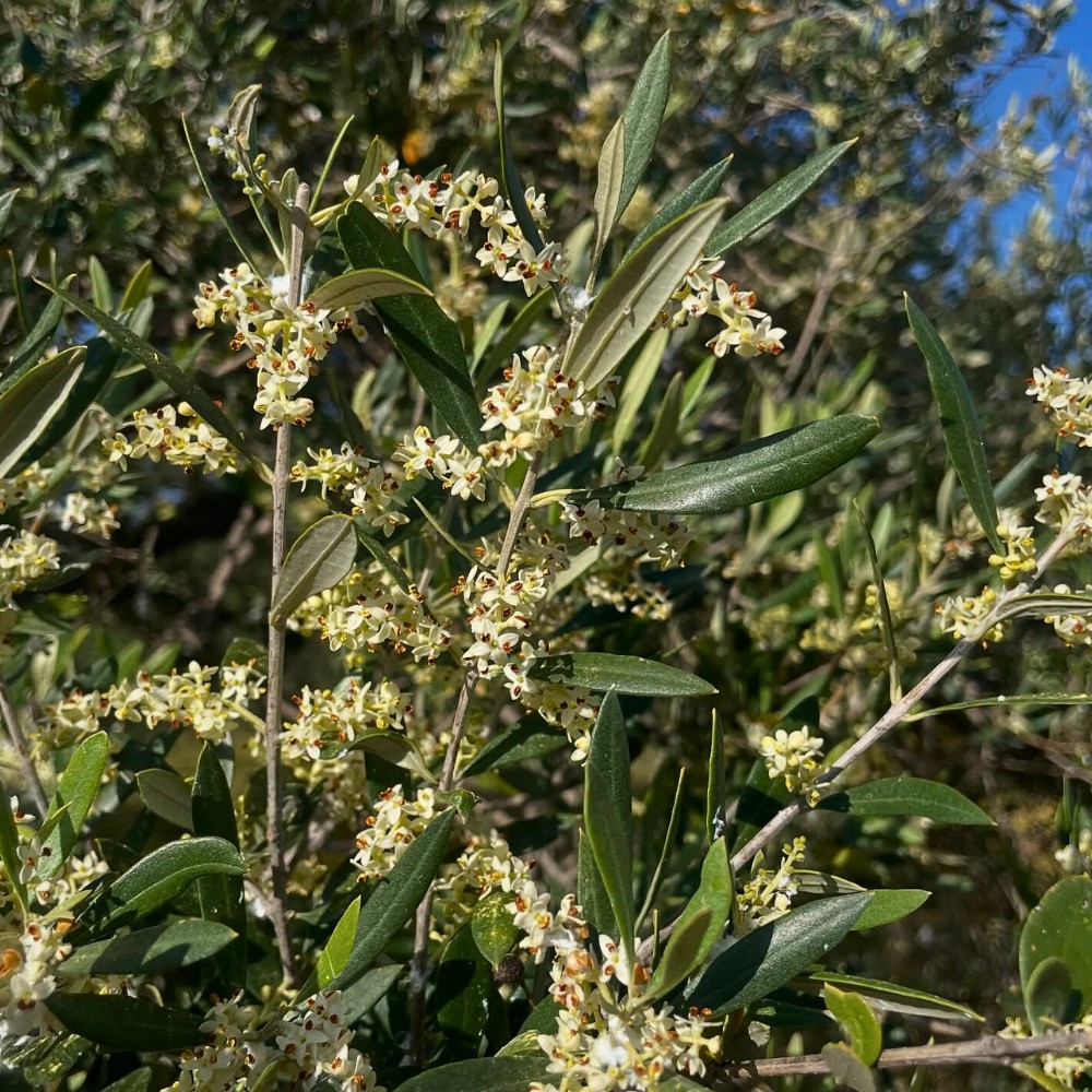Olive tree flowers are cream to white in color, with a faint, sweet fragrance that tends to go unnoticed unless you are standing directly beneath a tree in full flowering.