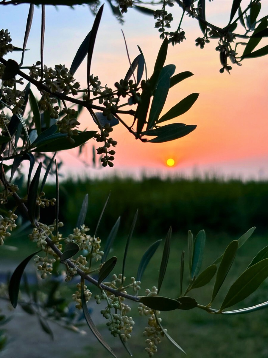 when do olives flower in the Southern Hemisphere? The seasons are, of course, reversed. Olive tree flowers in countries like Australia, South Africa, Argentina, and Chile appear from September through November, which is their spring. 