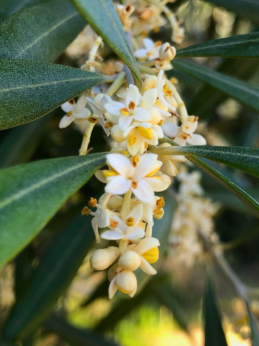 Understanding the olive tree flower requires a quick look at its botany. Olive flowers come in two forms, and this distinction matters enormously for fruit production. 
