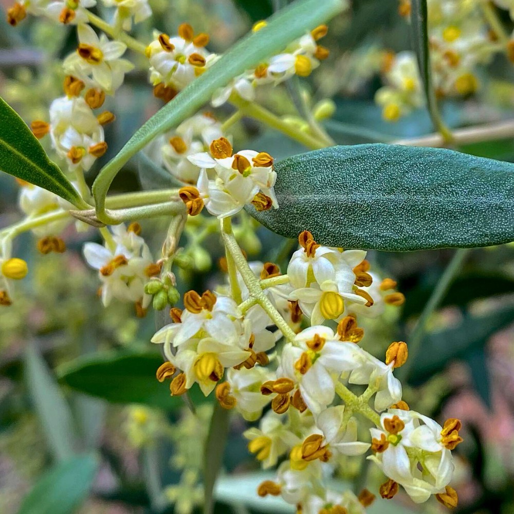 What does an olive flower look like? The olive tree flower is small and four-petaled, cream to white in color, and grows in loose clusters called inflorescences.