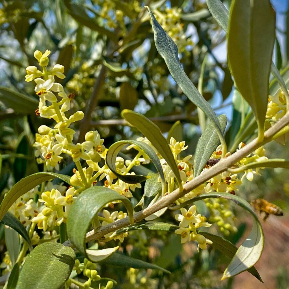 What does an olive flower look like? The olive tree flower is small and four-petaled, cream to white in color, and grows in loose clusters called inflorescences.