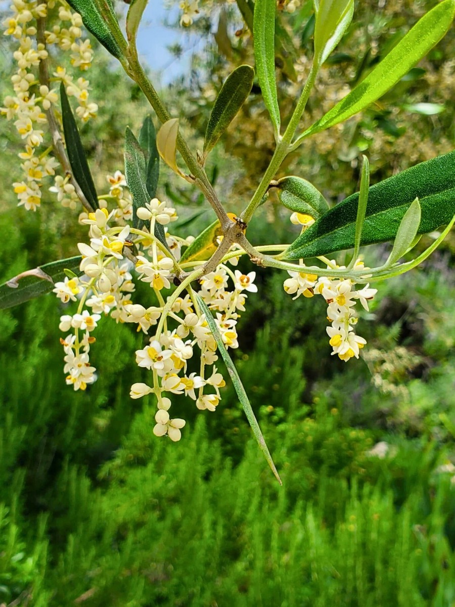 All You&rsquo;d Want to Know About the Olive Tree Flower