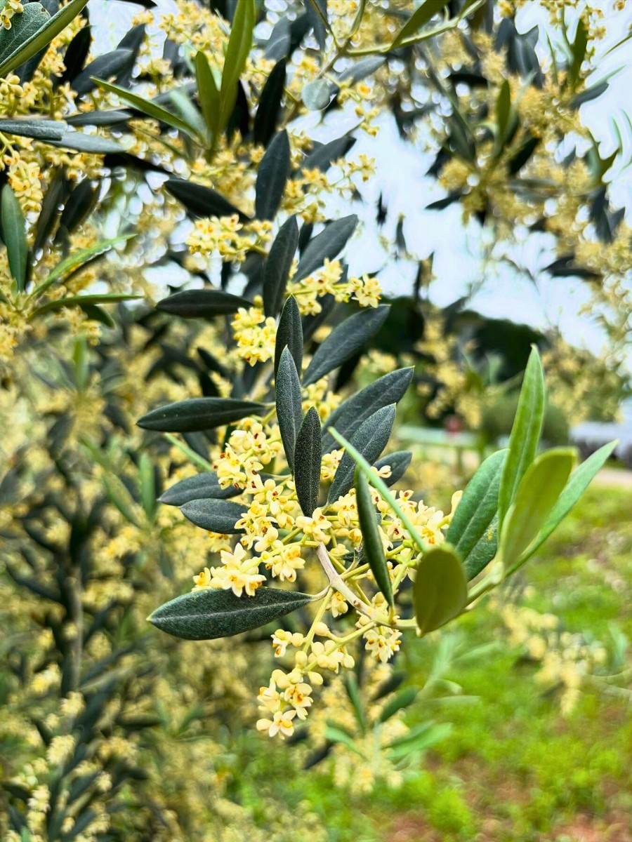 Most fruitless olive tree varieties still produce flowers, but those flowers are either sterile or treated with a blossom inhibitor so that fruit does not develop. 
