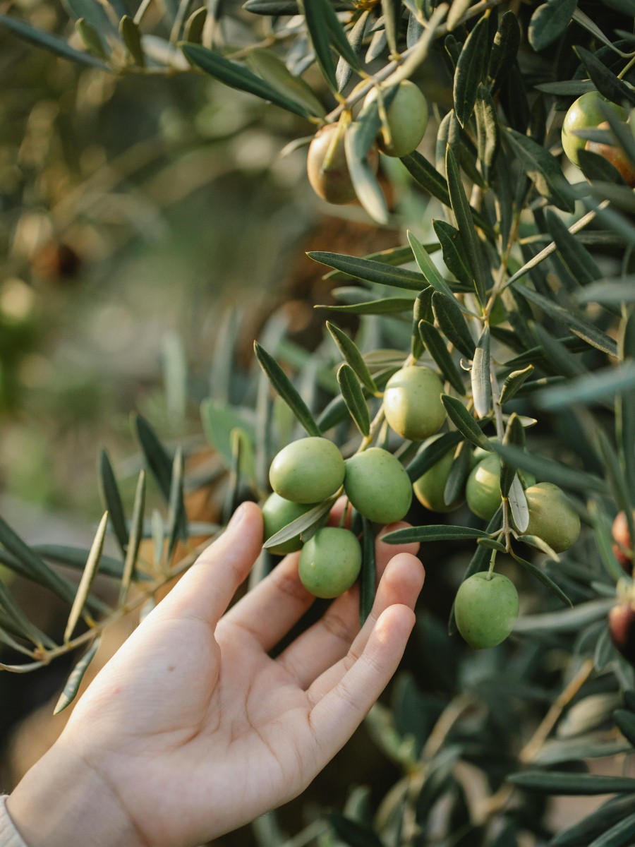 Is olive a fruit or a vegetable? From a botanical standpoint, it is definitely a fruit. From a kitchen standpoint, it is often treated as a savory ingredient