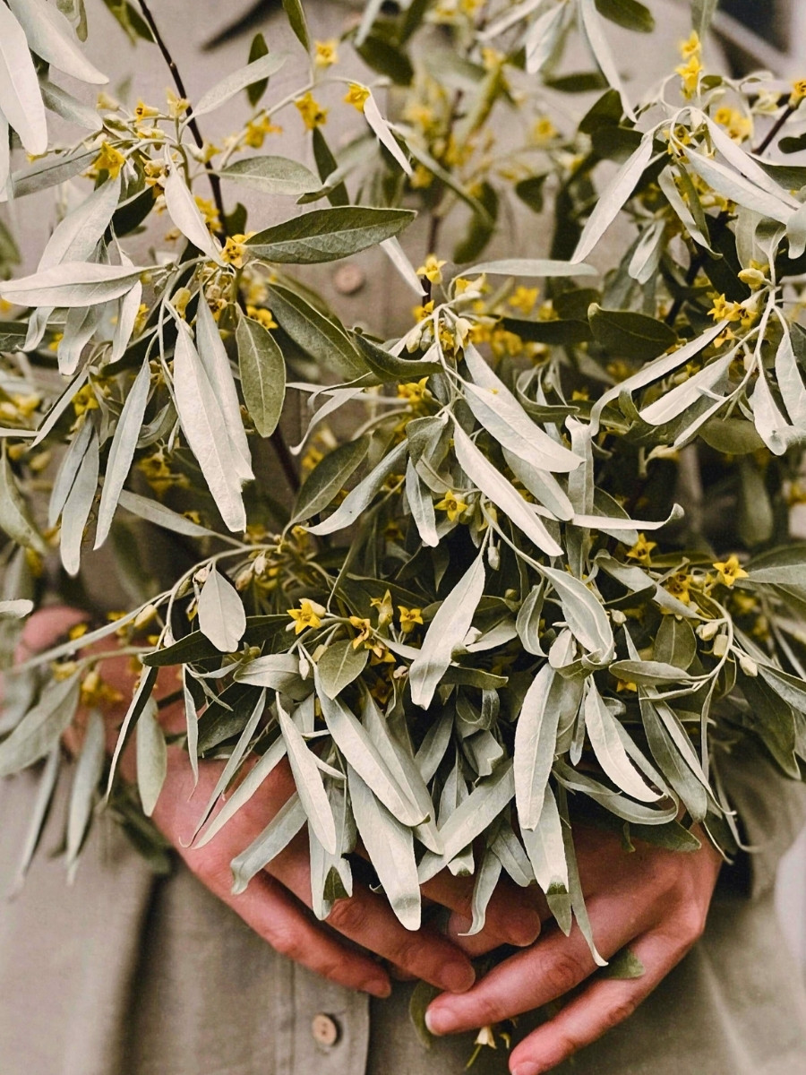 Do fruitless olive trees flower? This is one of the most common questions from gardeners who have planted ornamental olives. The short answer is yes, most fruitless olive varieties do still produce flowers. 