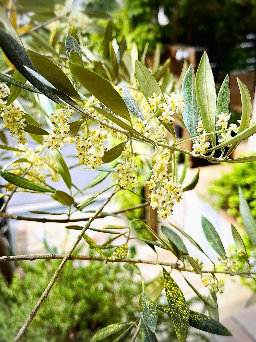 Where do olives come from originally? Olives originate from the eastern Mediterranean and western Asia, with modern-day Turkey, Syria, and Lebanon considered part of the olive tree's native range. 