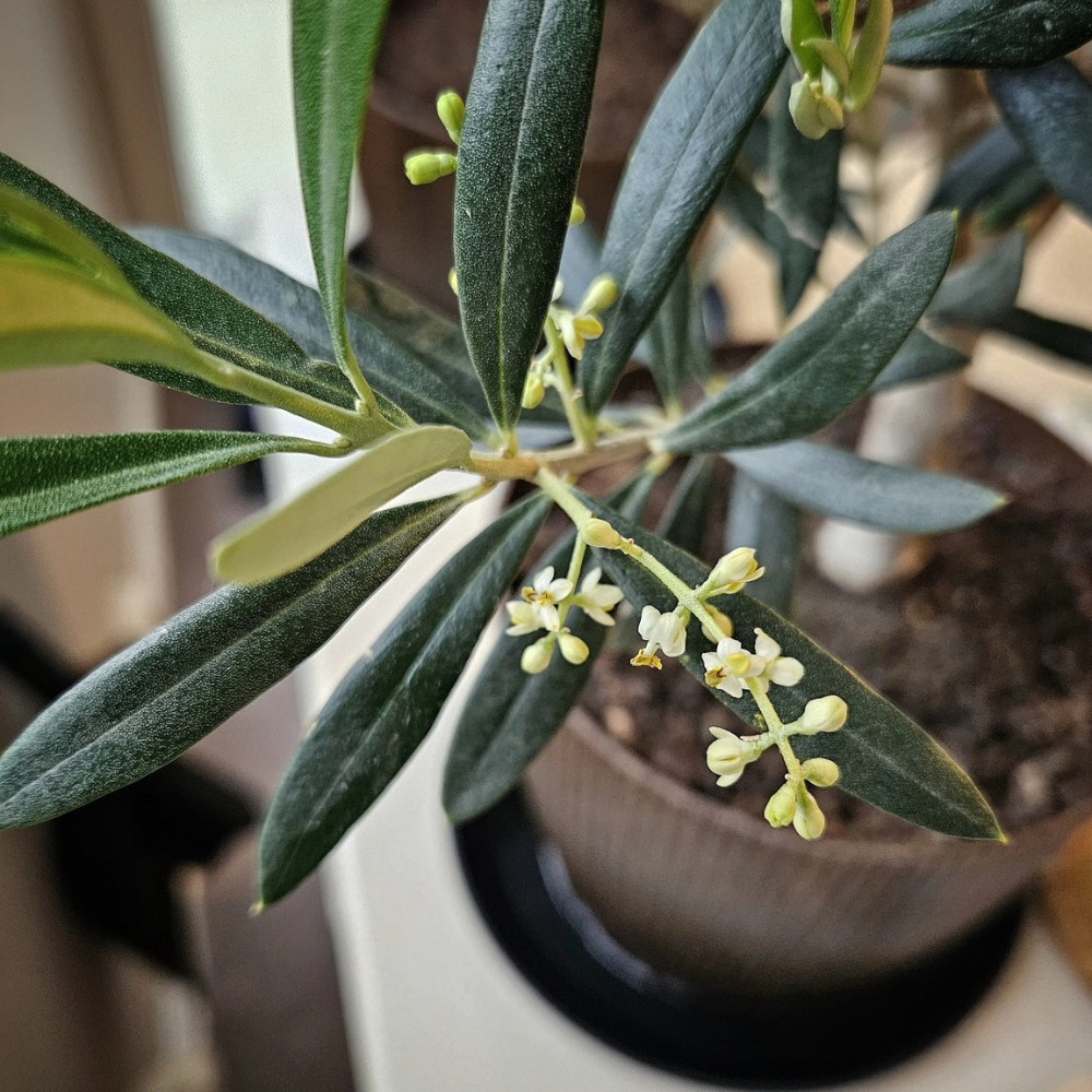 The olive tree flower is, therefore, in every sense, where the tree&rsquo;s entire story begins.