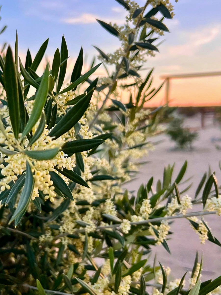 While the olive tree flower is not the showiest in the floral world, it is quite appealing, especially for those who love plants with deep roots in history and culture. 
