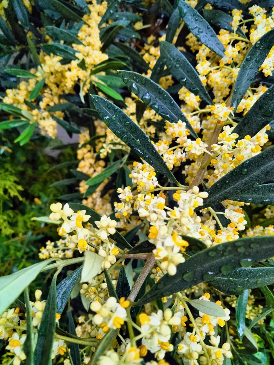 Do fruitless olive trees flower? Yes, many do, producing sterile yellow olive tree flowers in spring that drop without setting fruit. 