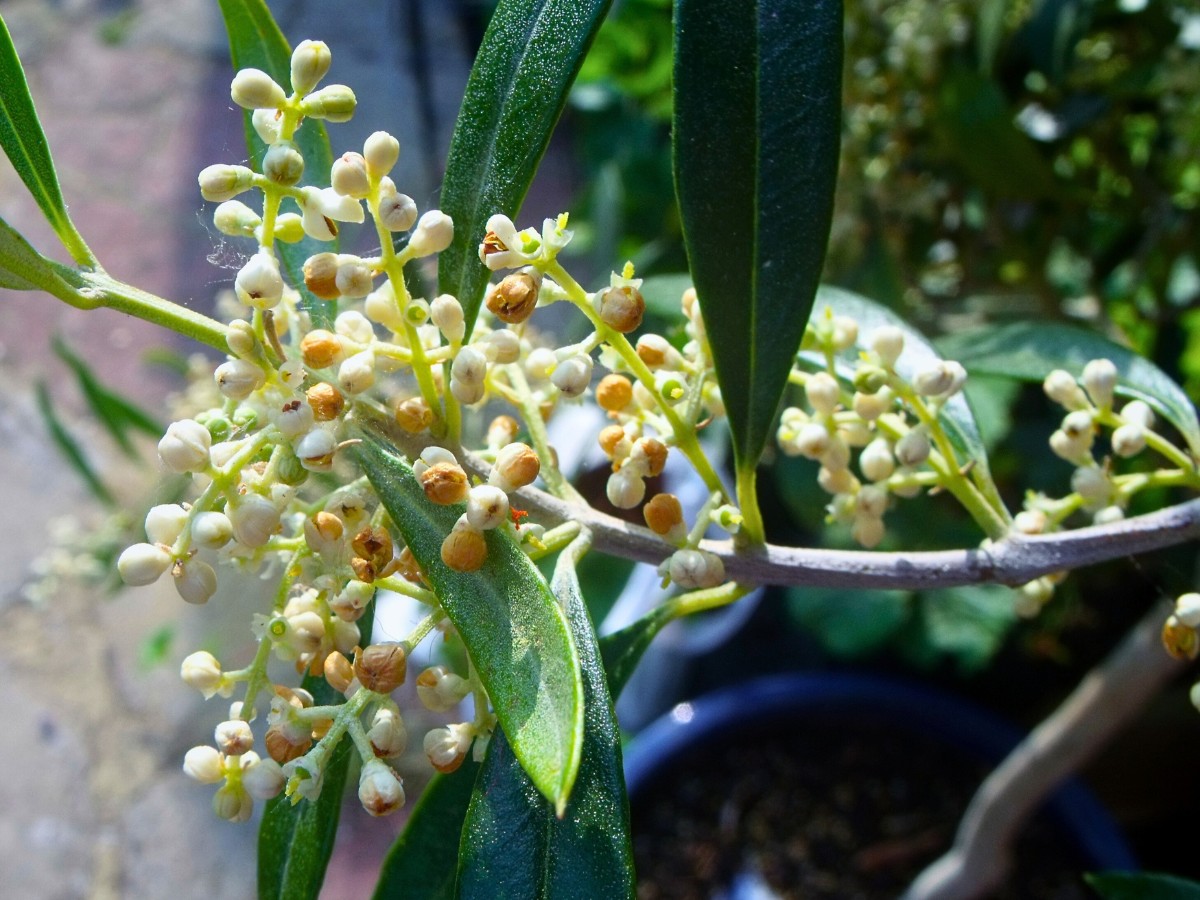 The olive flower is the small, four-petaled blossom produced by the olive tree (Olea europaea) in spring