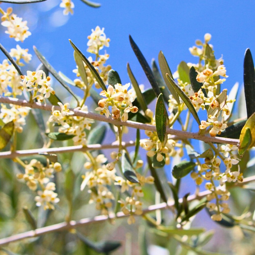 Up close, olive tree flowers have a delicate, almost lace-like appearance, with a faint sweet fragrance.