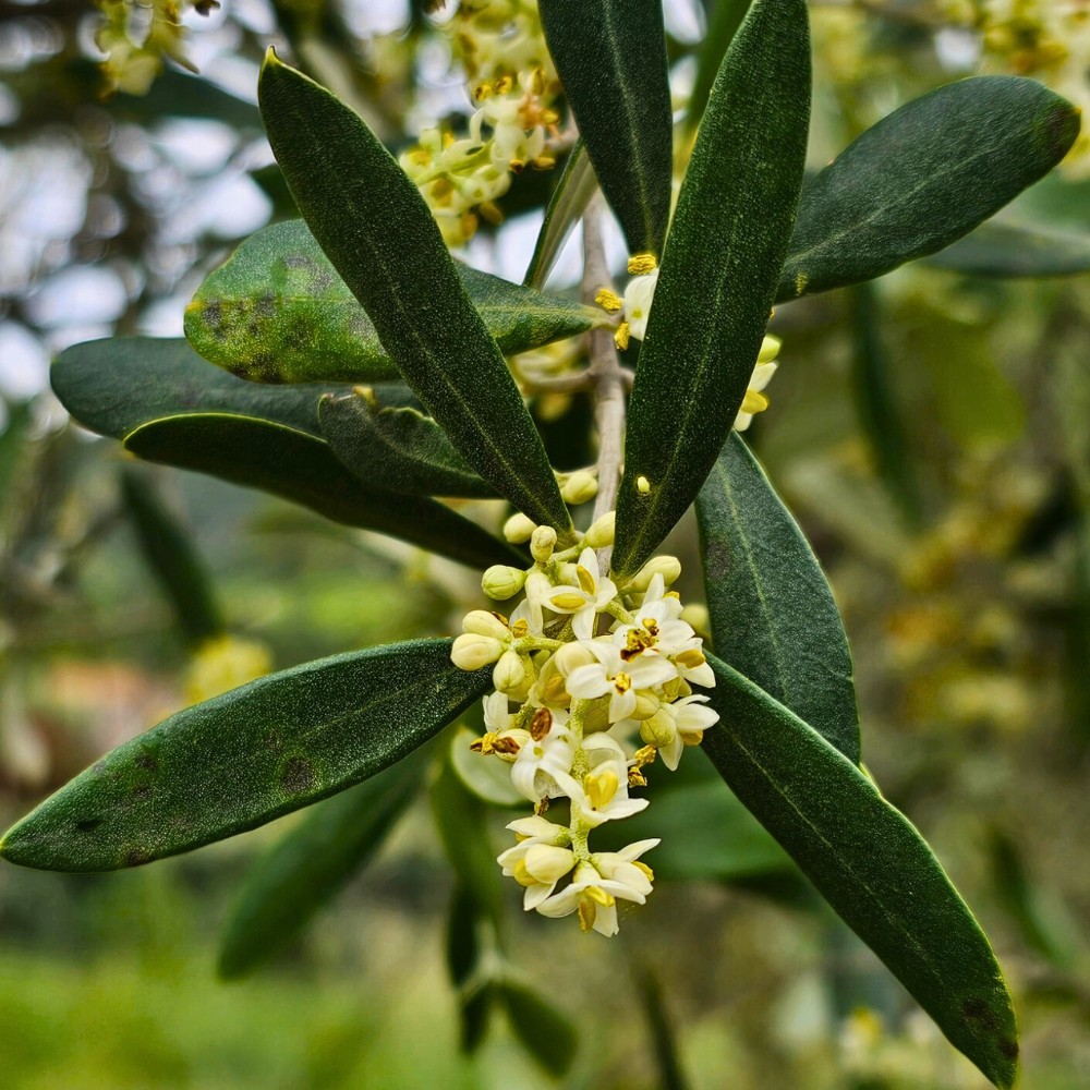 The olive flower is the small, four-petaled blossom produced by the olive tree (Olea europaea) in spring. Each flower is tiny, typically just a few millimeters across, and grows in loose clusters called inflorescences or panicles.