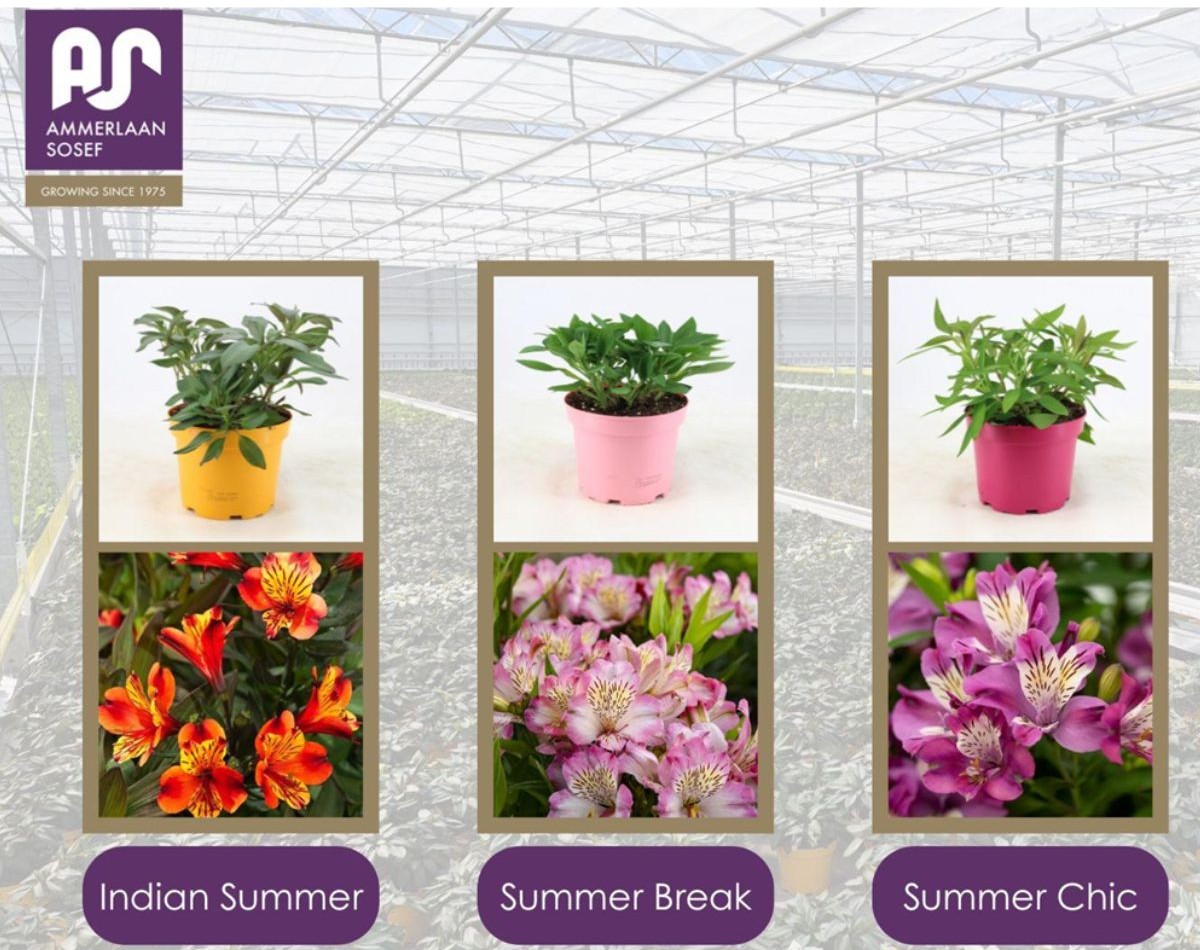 Alstroemeria from Ammerlaan Sosef