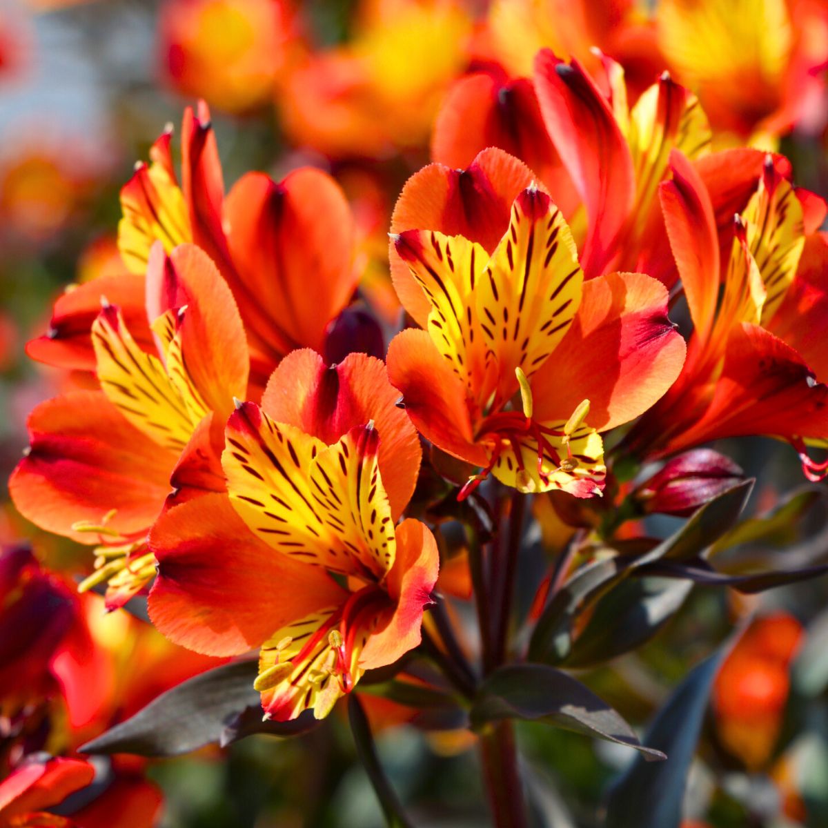 Alstroemeria Indian Summer by hilverdaflorist