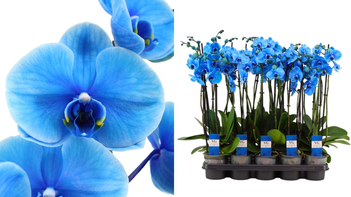 Orchid Blue by VG Colours