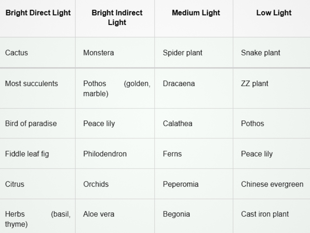 How Much Light Do Your Plants Need? Here&rsquo;s a Detailed Houseplant Lighting Guide