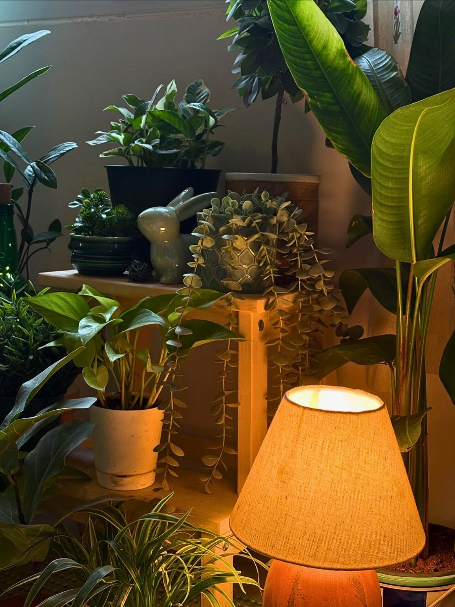 How Much Light Do Your Plants Need? Here&rsquo;s a Detailed Houseplant Lighting Guide