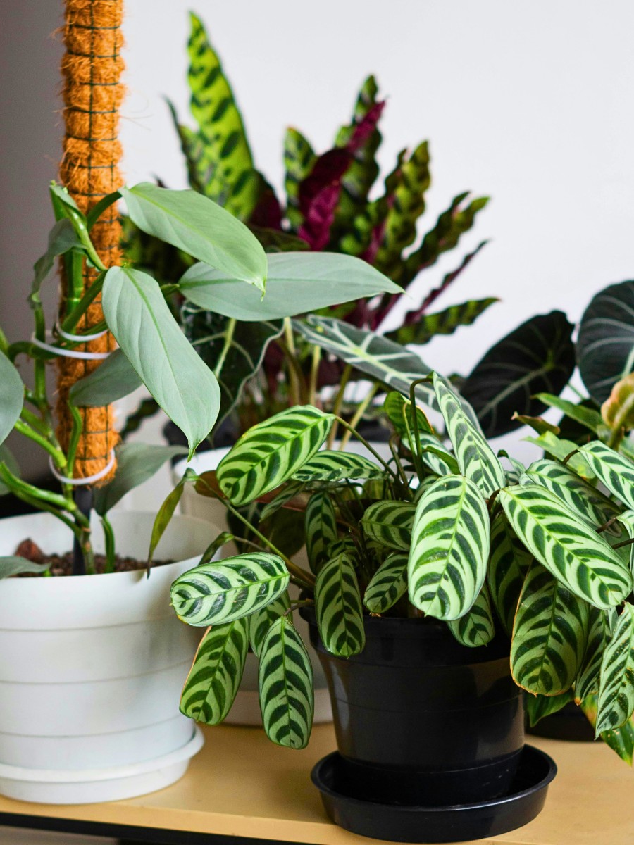 What are the best low light houseplants for a north-facing room?
