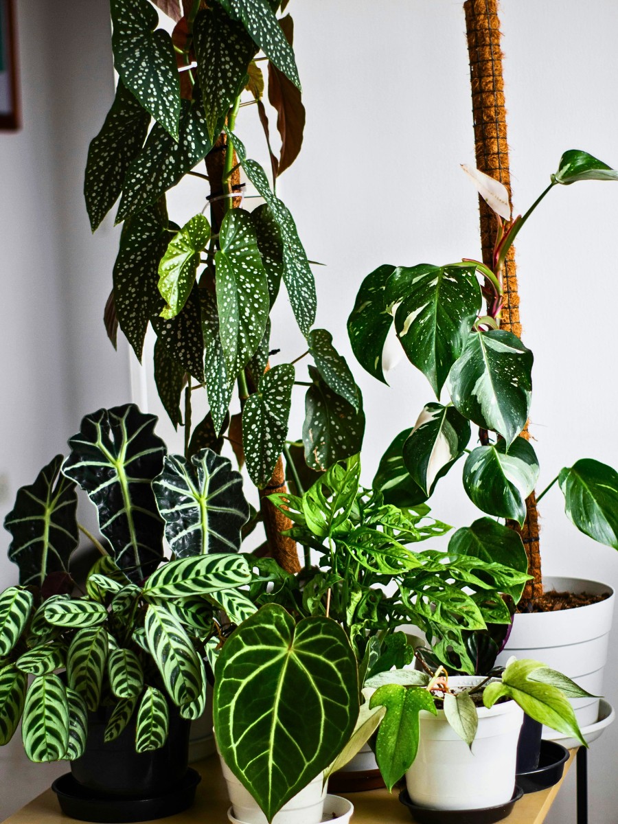 A houseplant lighting guide that covers everything, from why light matters to how to read your home's conditions, what each light level means in practice, and how to fix problems when your home cannot provide the kind of lighting that a plant needs.