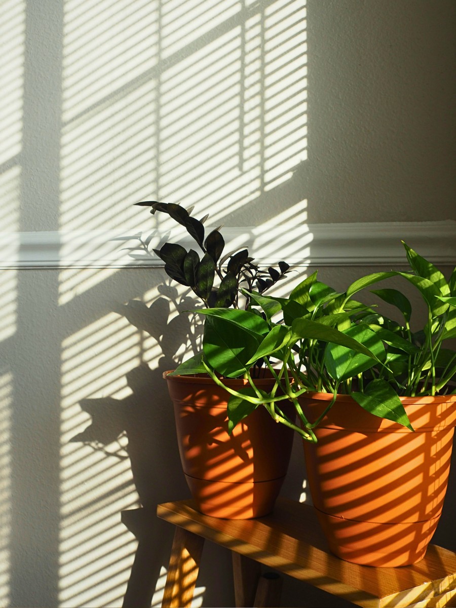 How often should I water low light houseplants compared to high light ones? Low light houseplants need considerably less water than their high-light counterparts.