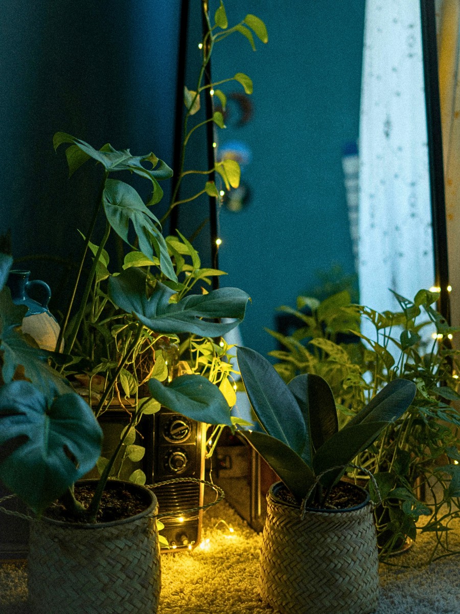 How do seasons affect indoor light levels for houseplants? Seasons change both the intensity and the duration of light entering your home. 