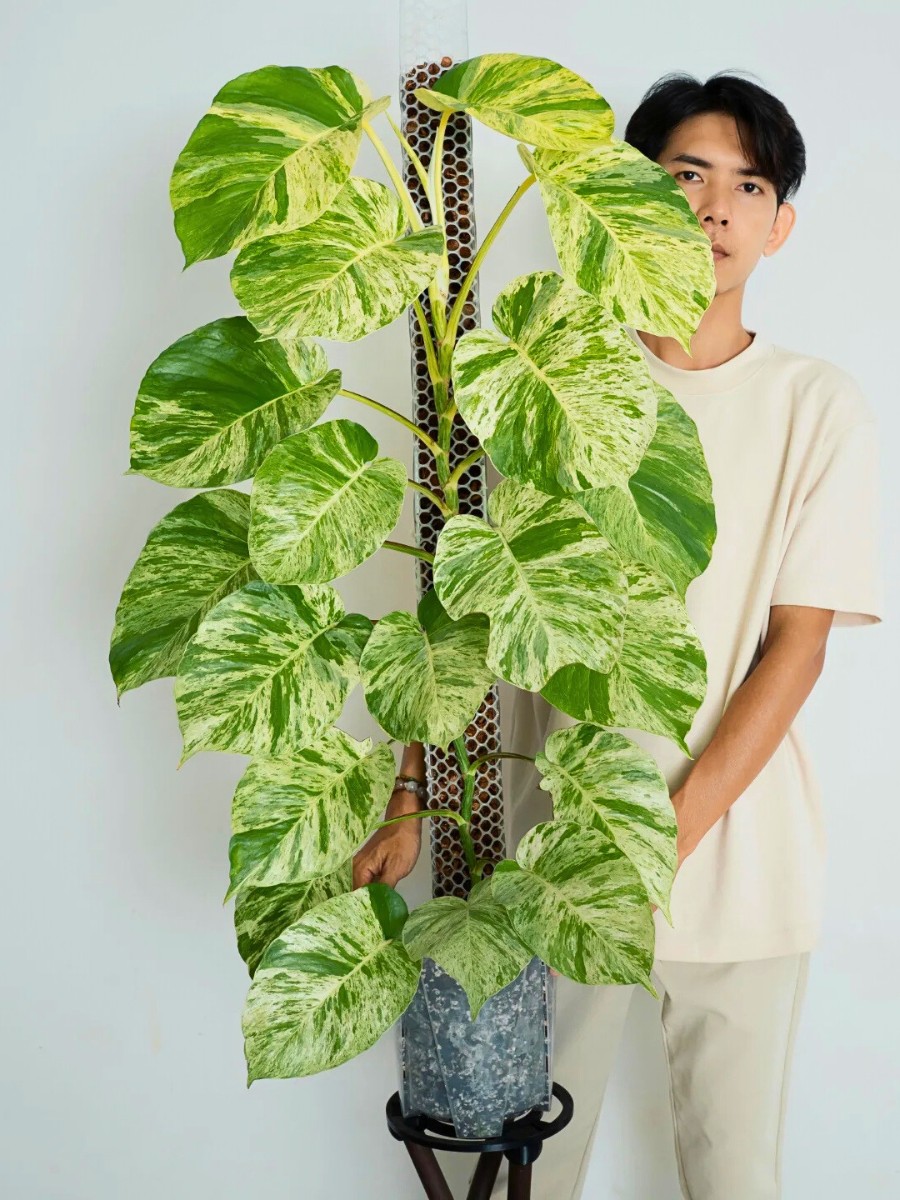 What are the best low light air purifying houseplants? The best low light air purifying houseplants include snake plants, pothos, peace lily, Chinese evergreen, and ZZ plants. 