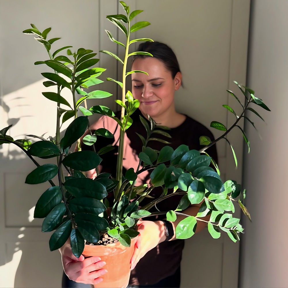 Houseplant Lighting Guide: Your Low Light Care Guide for Houseplants and Air Purifying Houseplants Low Light Care Guide.