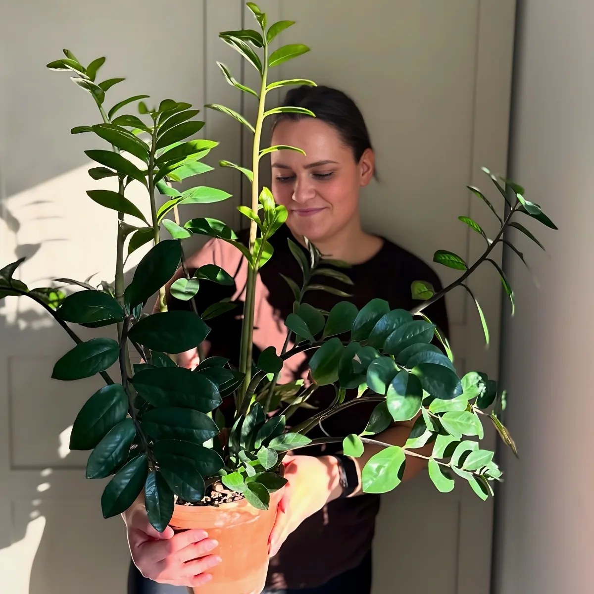 Houseplant Lighting Guide: Your Low Light Care Guide for Houseplants and Air Purifying Houseplants Low Light Care Guide.