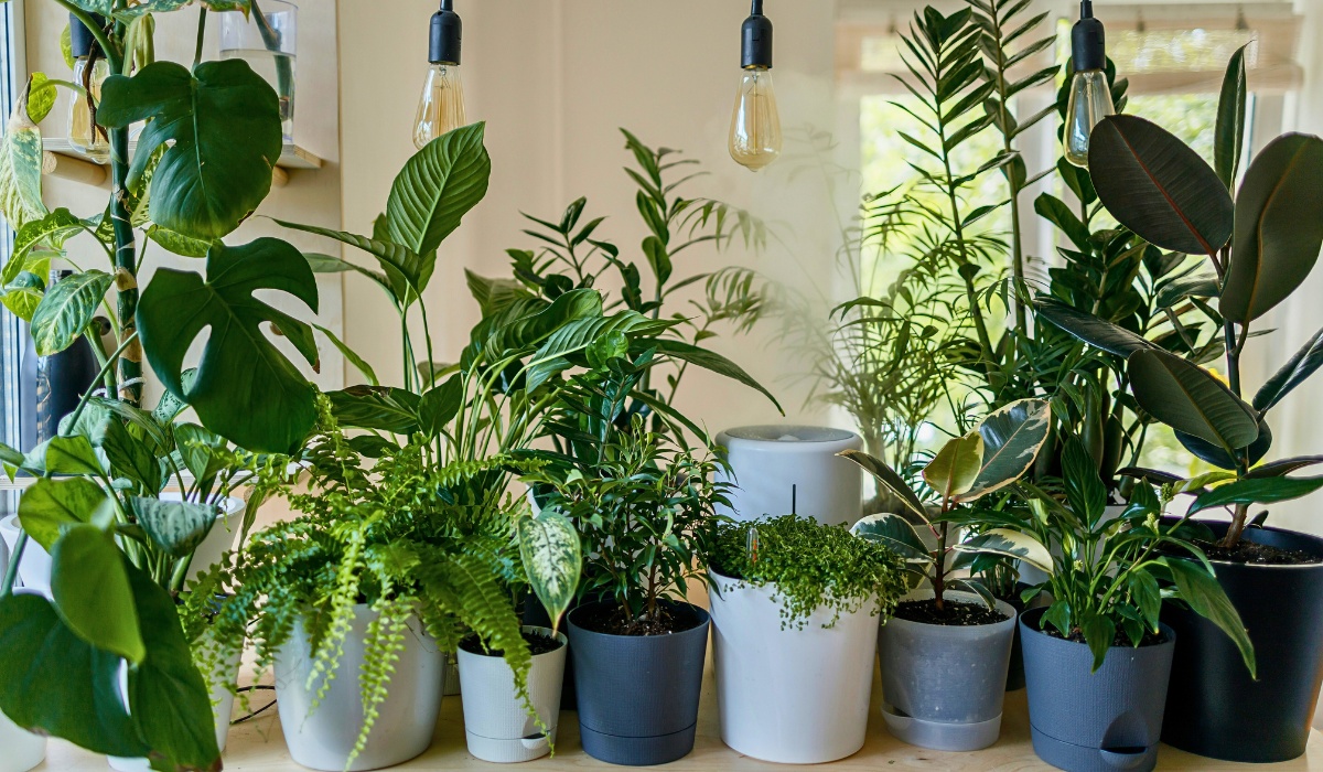 Houseplant Lighting Guide: Your Low Light Care Guide for Houseplants and Air Purifying Houseplants Low Light Care Guide.