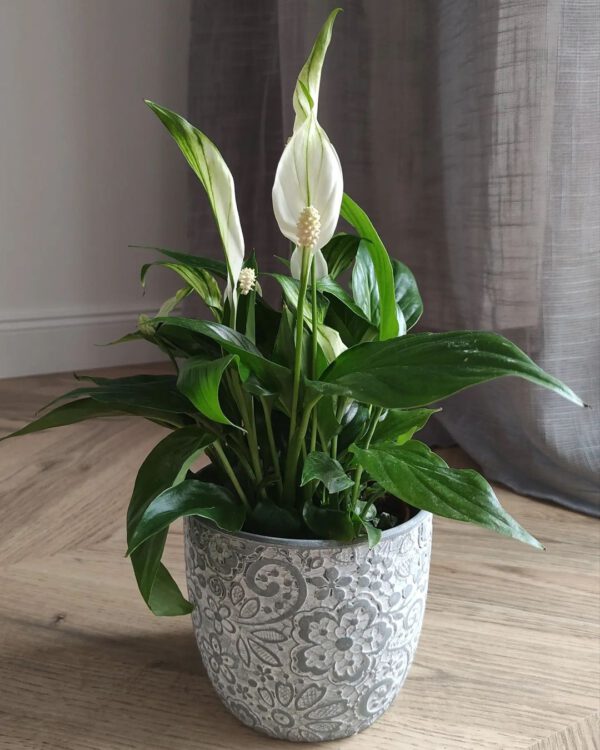 Top Six Indoor Plants to Decorate Your Student Apartment With Peace Lily