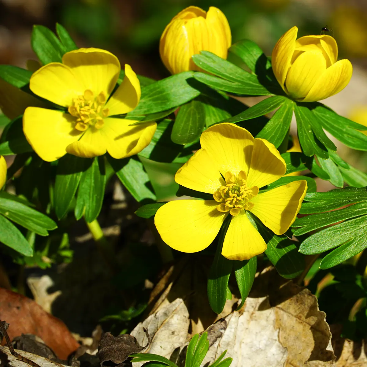 Eranthis Hyemalis, Also Called Winter Aconite Eranthis Hyemalis: Here’s How to Plant the Eranthis Hyemalis Seeds and Eranthis Hyemalis Bulbs