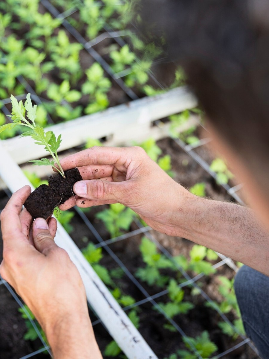 From the initial cross to full commercial release, developing a new Chrysanthemum cultivar typically takes between five and ten years. 