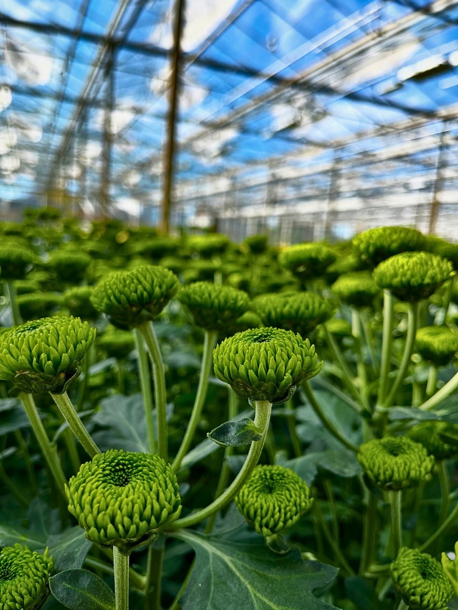 How do breeders ensure their new varieties are protected from being copied? New Chrysanthemum varieties are protected under Plant Breeders' Rights, a form of intellectual property protection for plant varieties. 