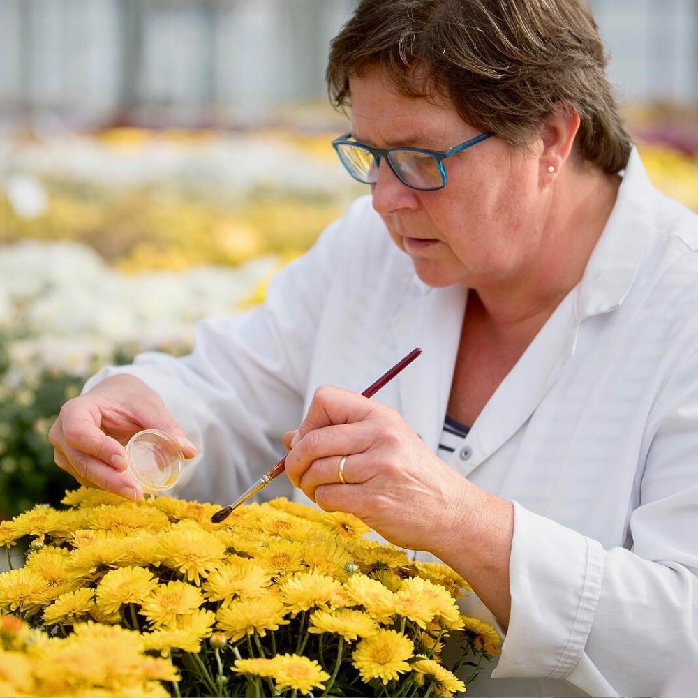 How Chrysanthemum Breeding Works