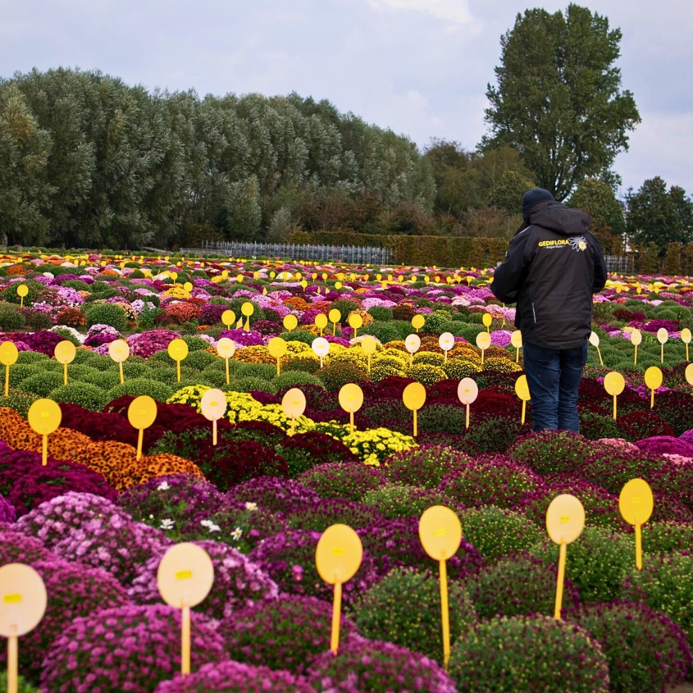 The breeding of Chrysanthemum