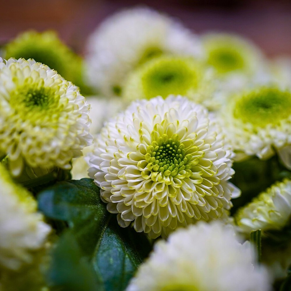 How Chrysanthemum Breeding Works