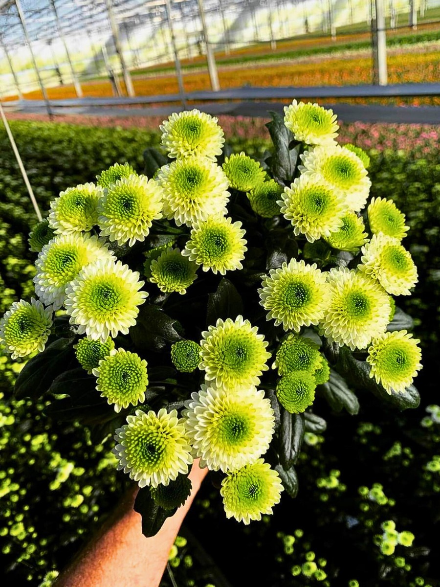 How Chrysanthemum Breeding Works
