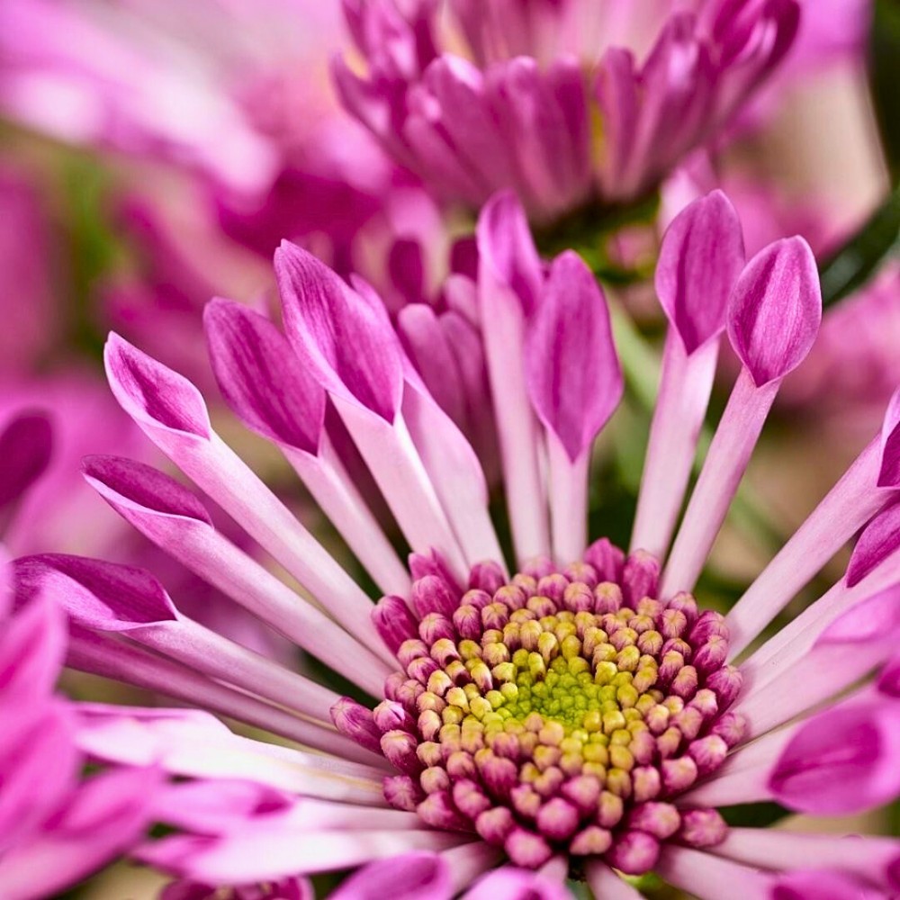 How Chrysanthemum Breeding Works