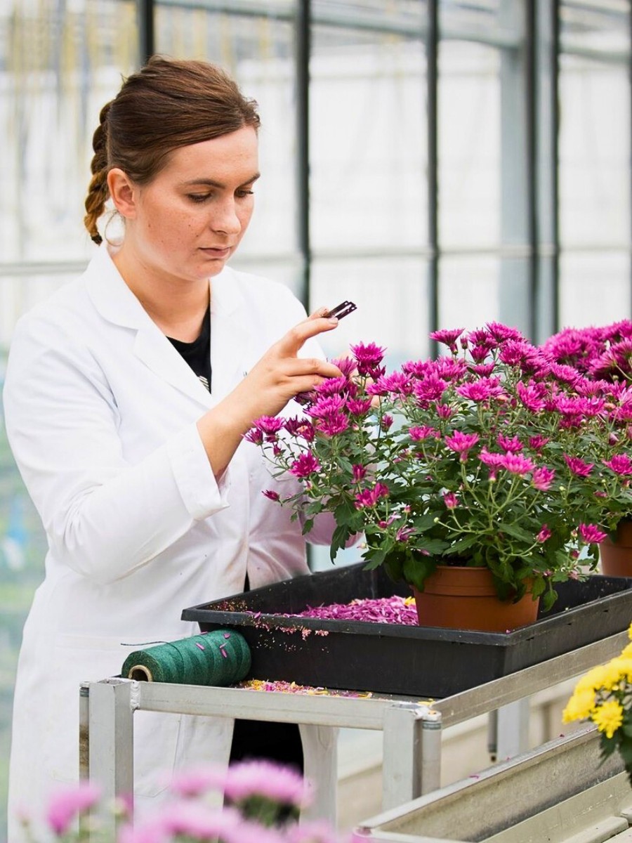 How Chrysanthemum Breeding Works