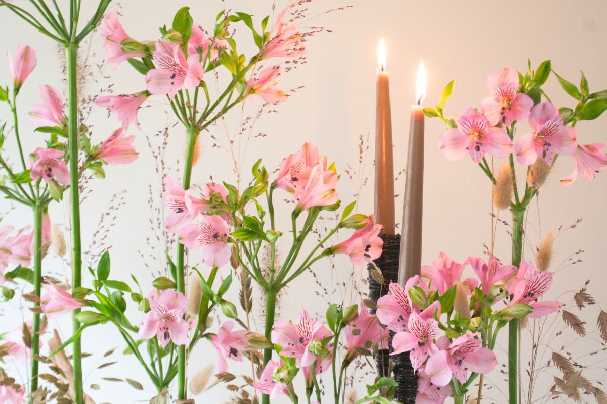 Closeup of Alstroemeria Pink Floyd