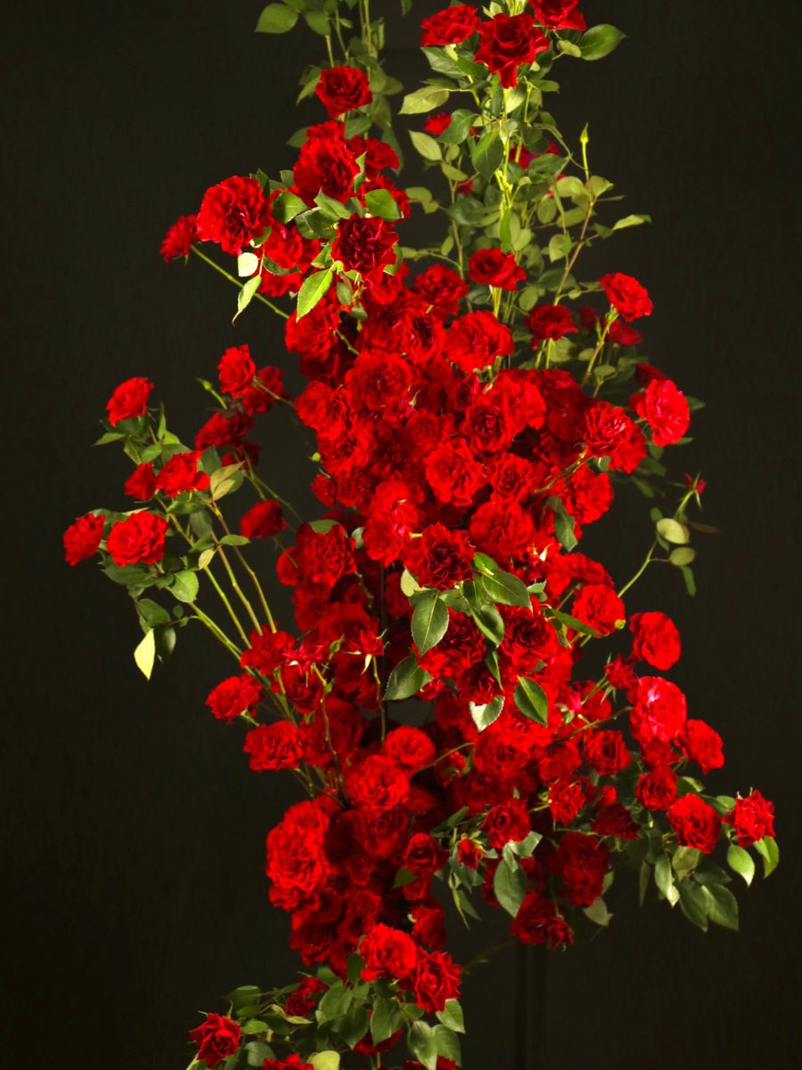 Branching abundance and color of Bellalinda