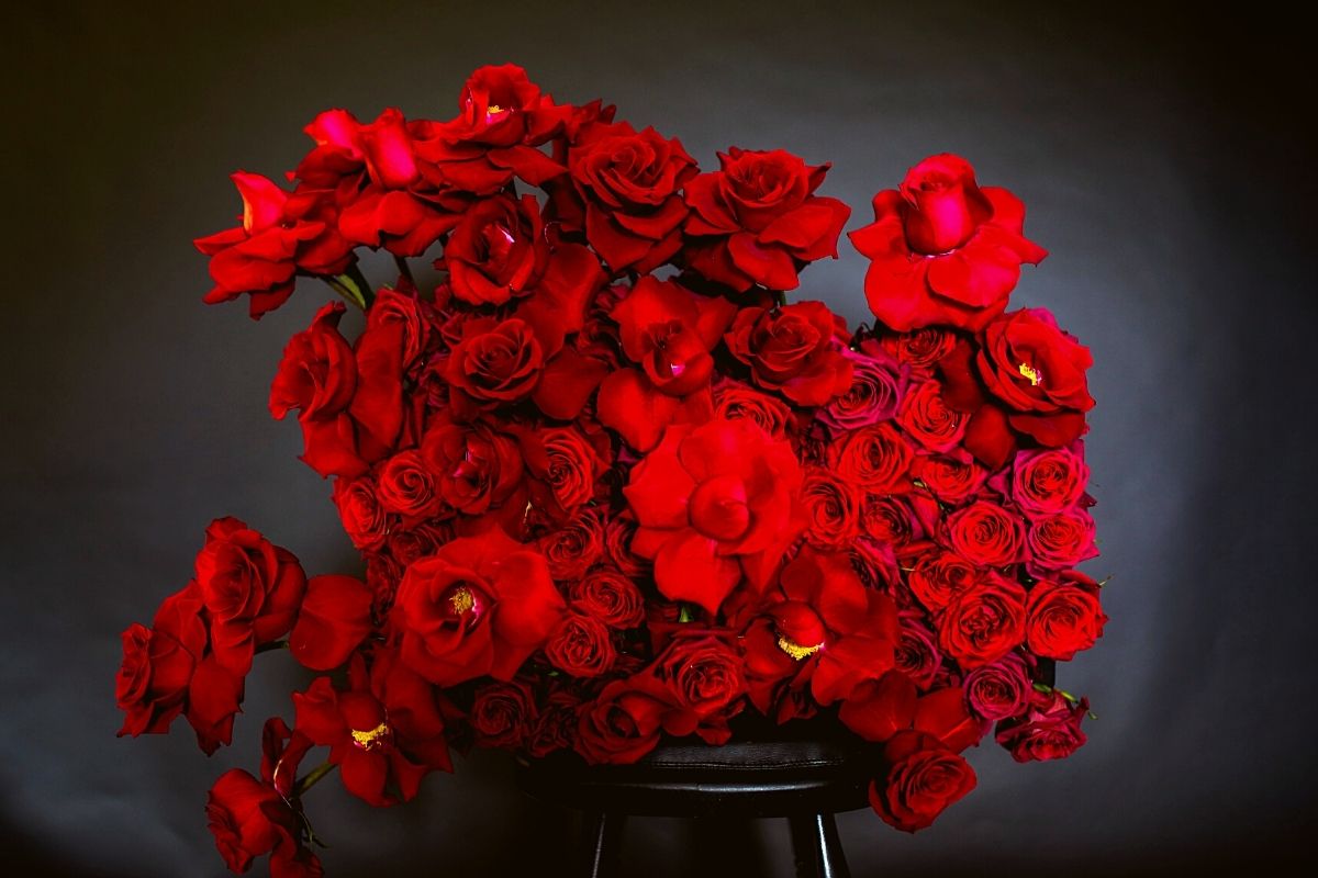 Decofresh Roses: Red Lion, Ever Red, and Explorer