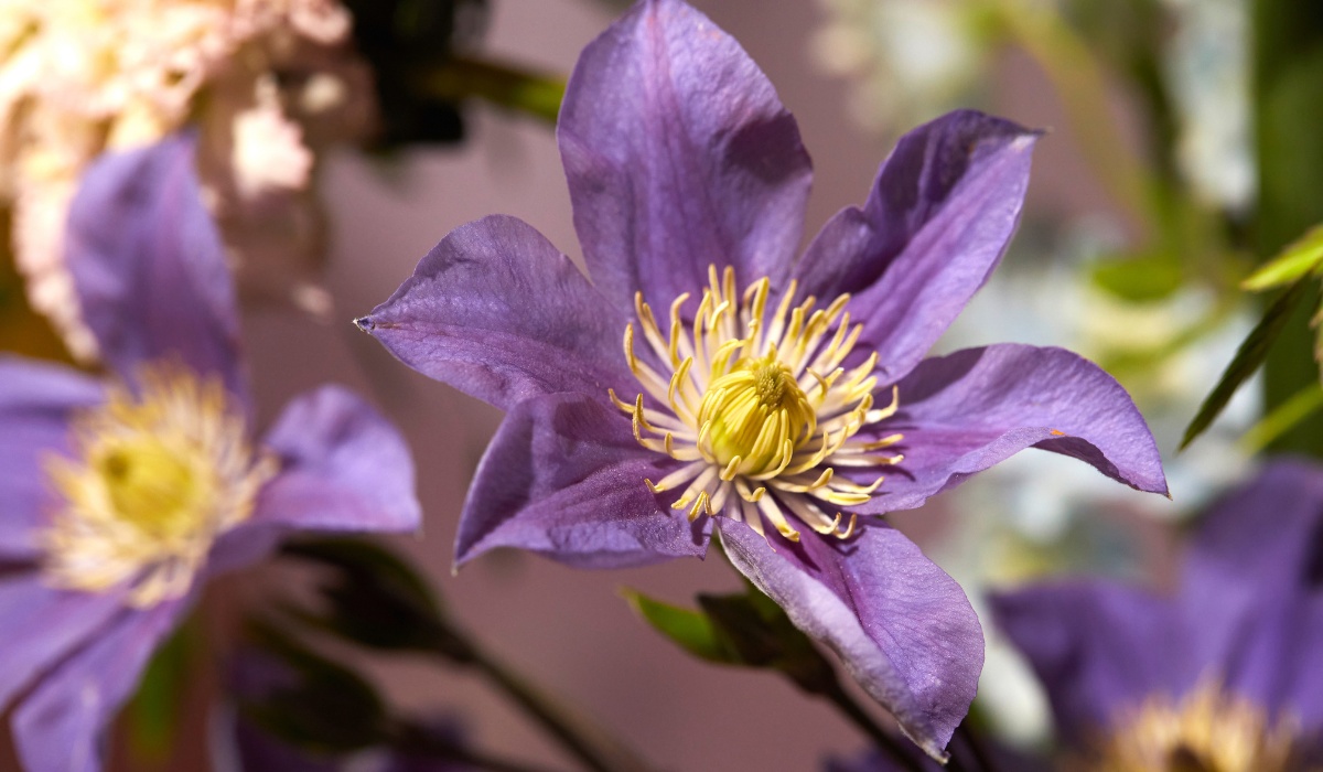 Clematis Amazing variety Marginpar’s Varieties Shine in BLOOM's Refreshed & Positive Creative, Feminine and Playful Arrangements.