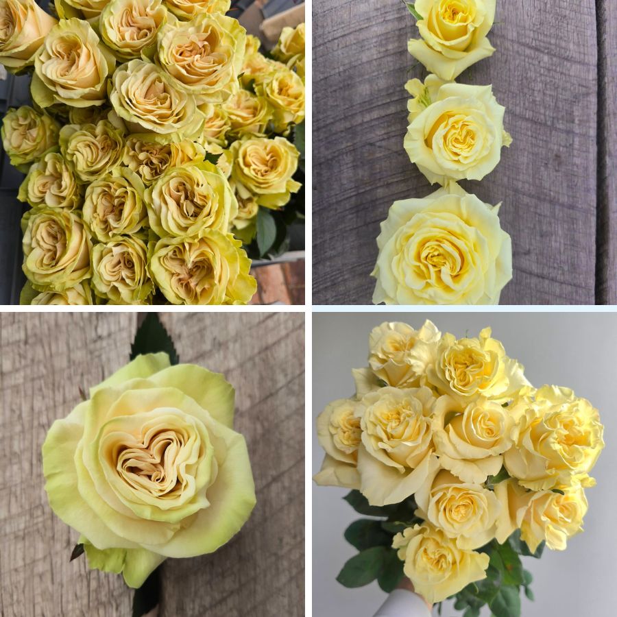 Cream Enigma by De Ruiter