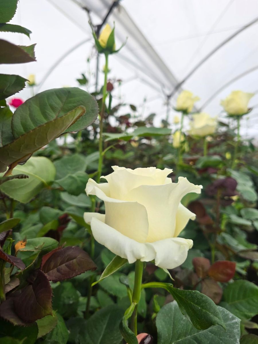 Cute Enigma by De Ruiter