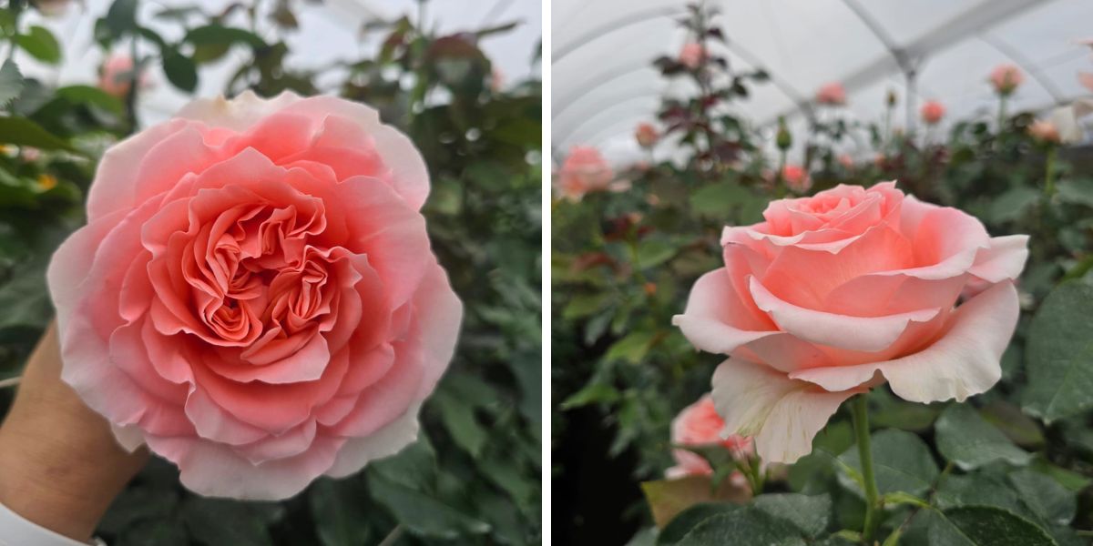 Rose enigma rose variety