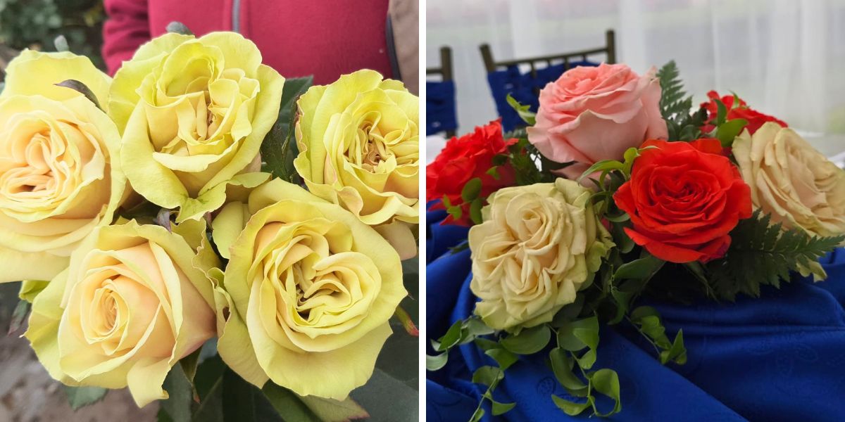 Rose Enigma used for decor