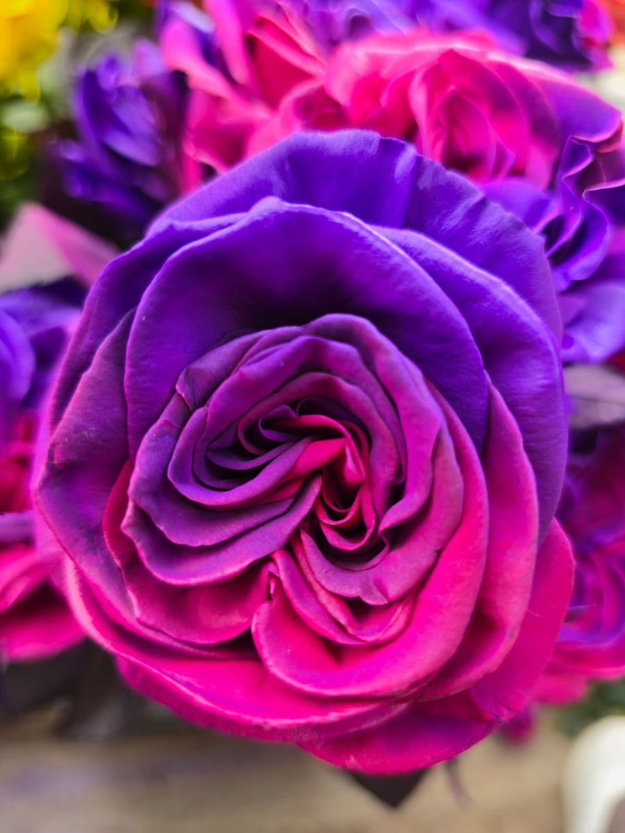 Dyed Enigma rose